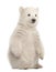 Polar bear cub, Ursus maritimus, 3 months old, sitting against w