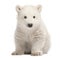 Polar bear cub, Ursus maritimus, 3 months old, sitting against w