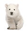 Polar bear cub, Ursus maritimus, 3 months old, standing against