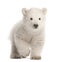 Polar bear cub, Ursus maritimus, 3 months old, walking against w