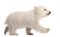 Polar bear cub, Ursus maritimus, 3 months old, walking against w