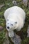 Polar bear cub in the wilderness. Wildlife animal background