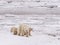 Polar she-bear with cubs.