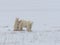 Polar she-bear with cubs.