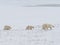 Polar she-bear with cubs.