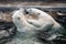 Polar bear cubs playing in water