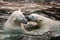 Polar bear cubs playing in water