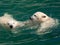 Polar bear cubs in the water