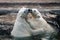 Polar bear cubs in water