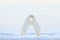 Polar bear dancing on the ice. Two Polar bears love on drifting ice with snow, white animals in the nature habitat, Svalbard,