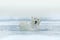 Polar bear dancing on the ice. Two Polar bears love on drifting ice with snow, white animals in the nature habitat, Svalbard,