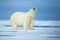 Polar bear, dangerous looking beast on the ice with snow in north Russia