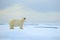 Polar bear, dangerous looking beast on the ice with snow in north Russia, nature habitat