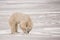 Polar Bear Digging for Food on Ice