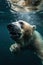 Polar Bear Diving Deep into Icy Waters in Search of Food .