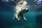 polar bear diving into freezing water for prey