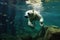 polar bear diving into water for prey