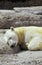 Polar bear dreams