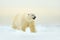 Polar bear on drift ice edge with snow a ice in Arctic Svalbard. White animal in the nature habitat, Norway. Wildlife scene from N