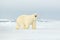 Polar bear on drift ice edge with snow a water in Arctic Svalbard. White animal in the nature habitat, Norway. Wildlife scene from