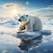 Polar bear on drift ice edge with snow a water in Arctic White animal in the nature