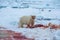 Polar bear on drift ice edge with snow and water in Norway sea. White animal in the nature habitat, Europe.