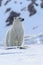 Polar bear on drift ice edge with snow and water in Norway sea. White animal in the nature habitat, Europe.