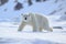 Polar bear on drift ice edge with snow and water in Norway sea. White animal in the nature habitat, Europe.