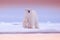 Polar bear on drift ice edge with snow and water in sea. White animal in the nature habitat, North Europe, Svalbard