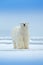 Polar bear on drift ice edge with snow and water in sea. White animal in the nature habitat, north Europe, Svalbard, Norway. Wildl