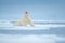 Polar bear on drift ice edge with snow and water in sea. White animal in the nature habitat, north Europe, Svalbard, Norway. Wildl