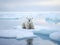 Polar bear on drift ice edge with snow and water in White animal in the nature north Svalbard