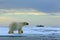 Polar bear on the drift ice with snow, blurred cruise vessel in background, Svalbard, Norway