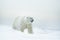 Polar bear on drift ice with snow, blurred nice yellow and blue sky in background, white animal in the nature habitat, Russia