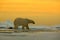 Polar bear on the drift ice with snow, with evening yellow sun, Svalbard, Norway