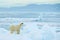Polar bear on drift ice with snow, white animal in the nature habitat, Svalbard, Norway. Running polar bear in the cold sea. Polar