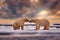 Polar bear on drifting ice with snow feeding on killed seal,wildlife Svalbard, Norway. Beras with carcass, wildlife nature. Magic