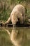 Polar bear drinking