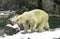 Polar Bear drying herself out.