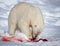 Polar bear eating while standing on an ice floe near Spitsbergen