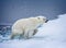 Polar bear exiting the water on to the ice floe in Arctic