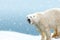 Polar bear with falling snow decor