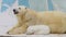 Polar bear family rest in a zoo in a winter