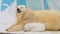 Polar bear family rest in a zoo in a winter