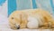 Polar bear family sleep in a zoo in a winter