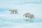 Polar bear family walking on ice in the Arctic