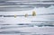 Polar bear family walks away over thin ice floe in the Arctic