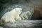 Polar bear female with her little baby