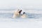 Polar bear fight in the water. Two Polar bears playing on drifting ice with snow. White animals in the nature habitat, Svalbard,