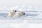 Polar bear fight in the water. Two Polar bears playing on drifting ice with snow. White animals in the nature habitat, Svalbard,